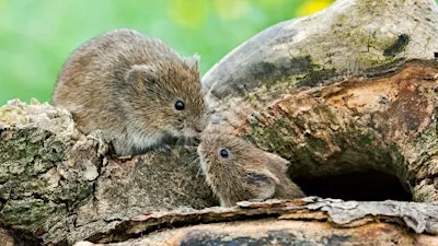 Live mammal trapping with Adam Robertson and Vicky Graves