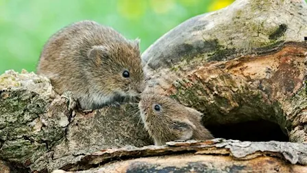 Live mammal trapping with Adam Robertson and Vicky Graves