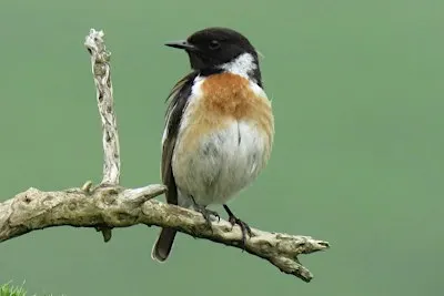 The Birds & Wildlife of Cleeve Common Talk