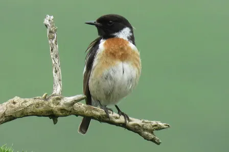 The Birds & Wildlife of Cleeve Common Talk