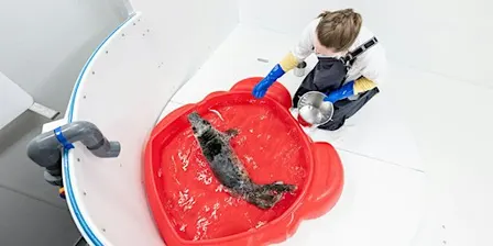 Ready! Rescue, Rehabilitate & Release! Girl Scouts of the Nation’s Capital