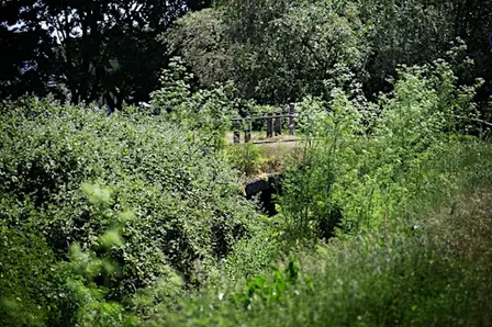 Newmarket Brook: Past Present and Future