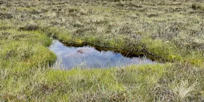 The Nature Restoration Regulation: last best hope for peatland rewilding?