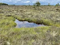 The Nature Restoration Regulation: last best hope for peatland rewilding?