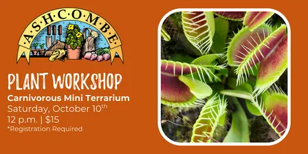 Carnivorous Mini Terrarium