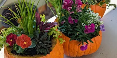 Live Pumpkin Container Gardens-Night Owl Edition
