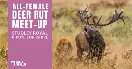BATB Deer Rut Meet-Up at Studley Royal