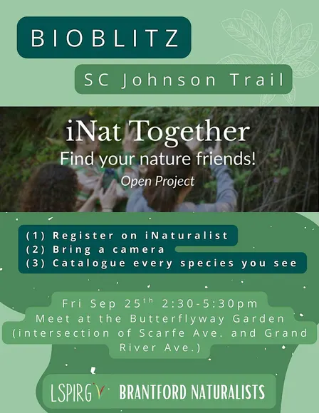Mini-BioBlitz in Brantford