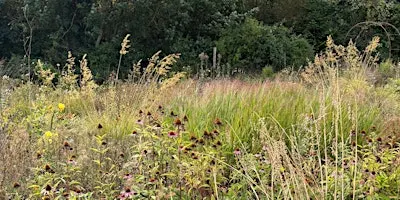 Fiori in libertà - Raccogliere, comporre, creare