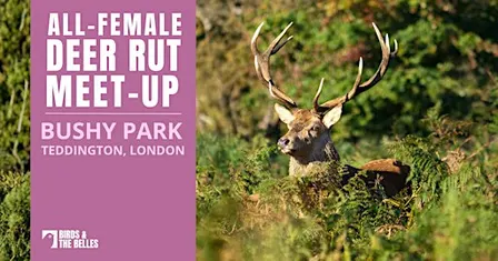 BATB Deer Rut Meet-Up at Bushy Park