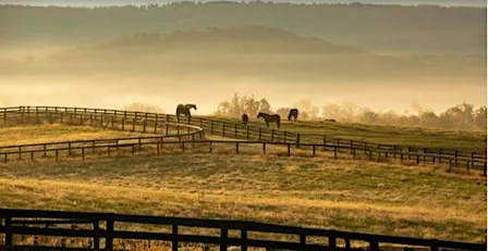 Spooky Season: Middleburg Horse Country Shadows Mystery