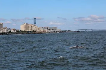 Dophin Cruise with Atlantic City Cruises and Heart of Surfing