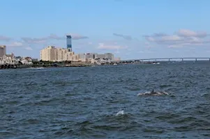 Dophin Cruise with Atlantic City Cruises and Heart of Surfing