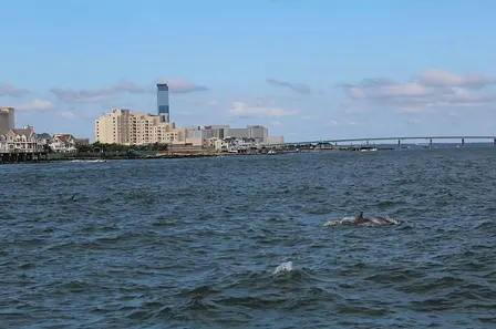 Dophin Cruise with Atlantic City Cruises and Heart of Surfing