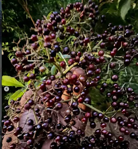 Elderberry Sale!