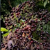 Elderberry Sale!