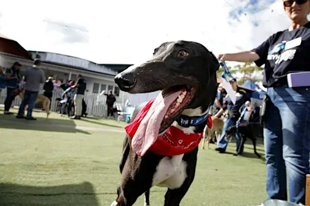 Greyhound Adoption Day at Belconnen Pony Club