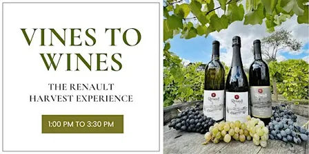 Vines to Wines: The Renault Harvest Experience