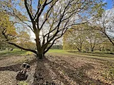 Autumn Tree Walk on Barnes Common