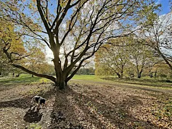 Autumn Tree Walk on Barnes Common