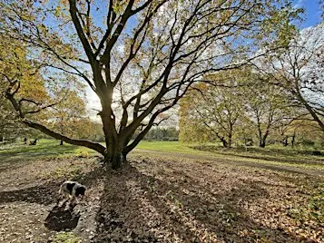 Autumn Tree Walk on Barnes Common