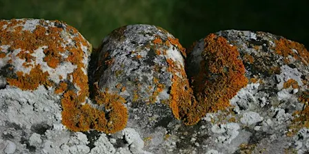 Lichens for Beginners