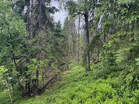 Make Nature Count: mitigation hierarchy and nature markets
