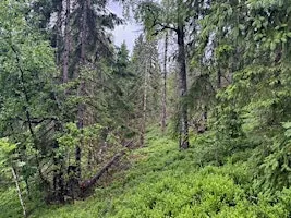 Make Nature Count: mitigation hierarchy and nature markets