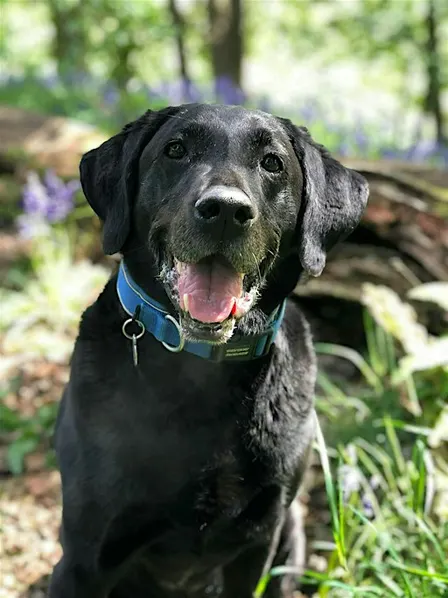 Managing canine arthritis is changing -  are you?