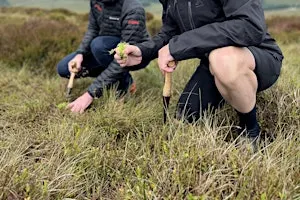 Sphagnum Moss Planting in the Goyt Valley, Derbyshire   Saturday October 31