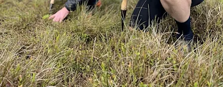 Sphagnum Moss Planting in the Goyt Valley, Derbyshire   Saturday October 31