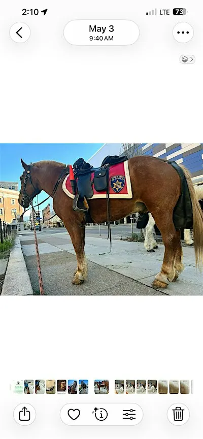 ECSO Mounted Unit Trivia Night