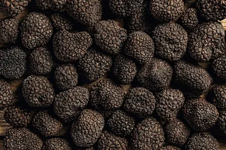 Truffle Festival