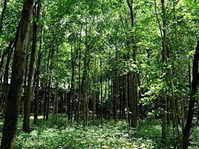 Treevening: Guided Nature Walk at Medway Valley Heritage Forest