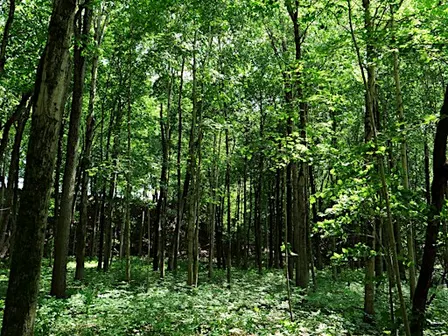 Treevening: Guided Nature Walk at Medway Valley Heritage Forest