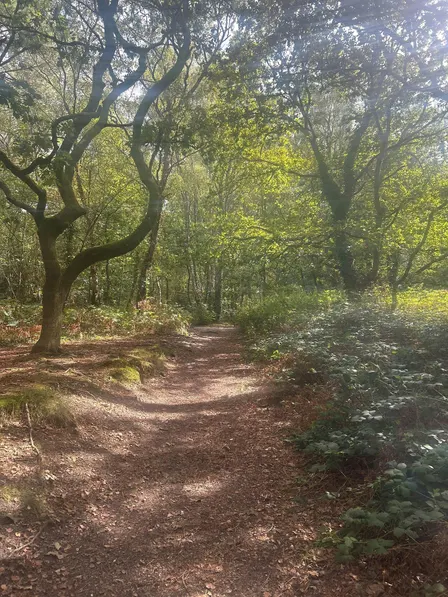 Tree ID Walk