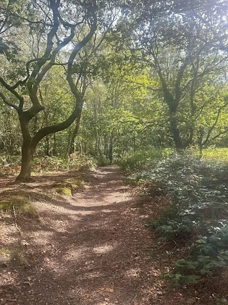 Tree ID Walk