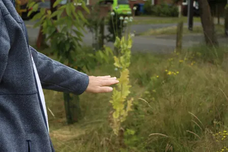From community gardens to the river (11am)
