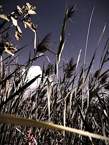 Guelph: Invasive Phragmites HALLOWEEN BioBlitz Survey