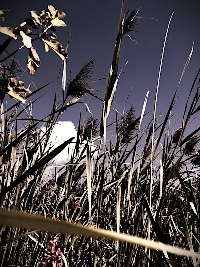 Guelph: Invasive Phragmites HALLOWEEN BioBlitz Survey
