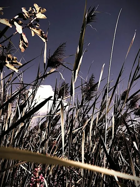 Guelph: Invasive Phragmites HALLOWEEN BioBlitz Survey
