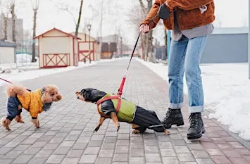 Seconds Matter: Emergency Interventions in Dog Fights and Bite Incidents