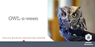 OWL-o-ween