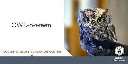 OWL-o-ween
