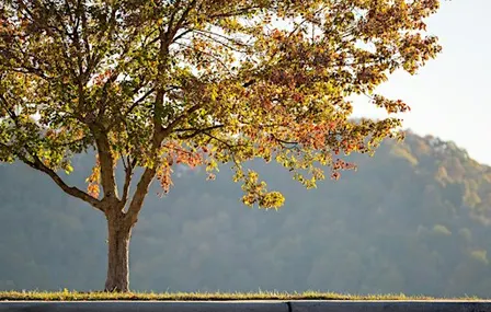 Landscapes at Briones Reservoir