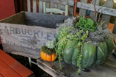 Succulent Topped Pumpkins