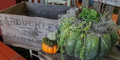 Succulent Topped Pumpkins