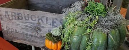 Succulent Topped Pumpkins