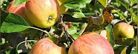 Pick your own apples