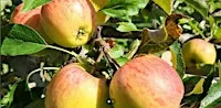 Pick your own apples